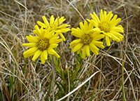 smooth-ragwort-ali